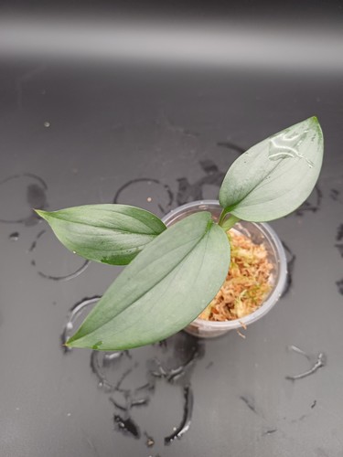 Scindapsus hederaceus - scindapsus,