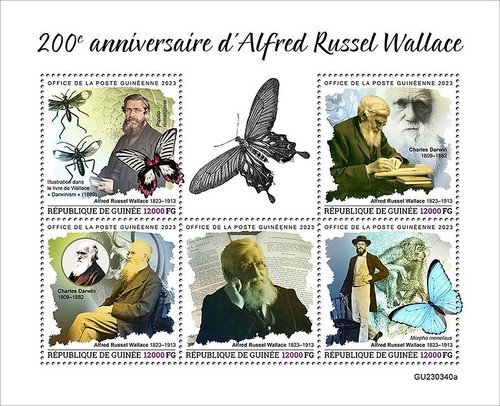 Alfred russel wallace farfalle - russel,