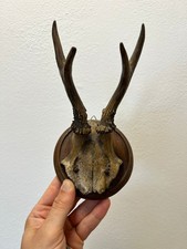 Trofeo Corna di Capriolo Vintage su Base in Legno – Arredo Caccia & Collezione