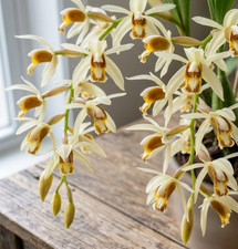 Coelogyne trinervis: Eleganza