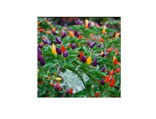 Semi peperoncino - 30,