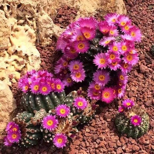 2pcs notocactus uebelmannianus - 2pcs,