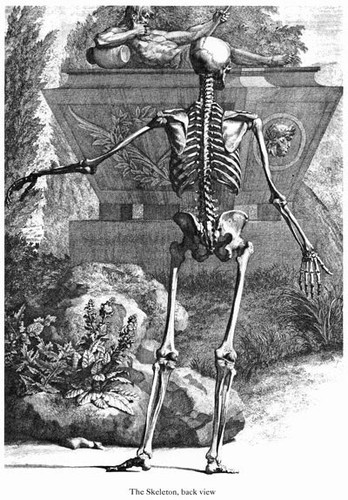 Ml52 vintage medical anatomy - ml52,