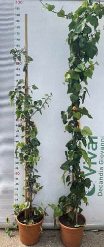Pianta edera variegata o - di,
