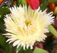 Carpobrotus edulis var. luteo (fiore giallo) 15-20 cm -