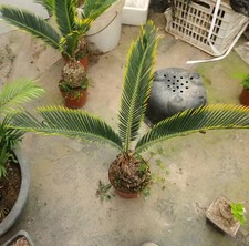 Cycas revoluta "Aurea" WYSIWYG
