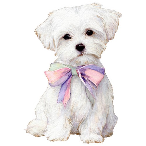 Adesivi cane maltese - adesivi,