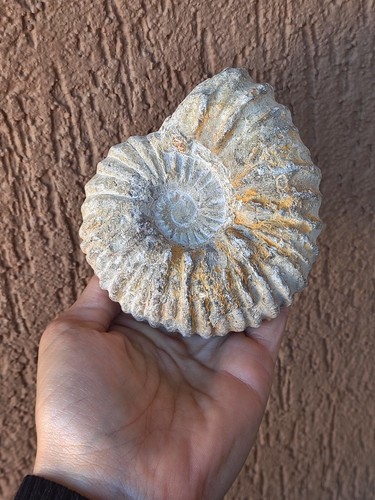Fossili grande ammonite - fossili,