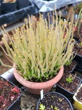 Pianta carnivora drosera - pianta,