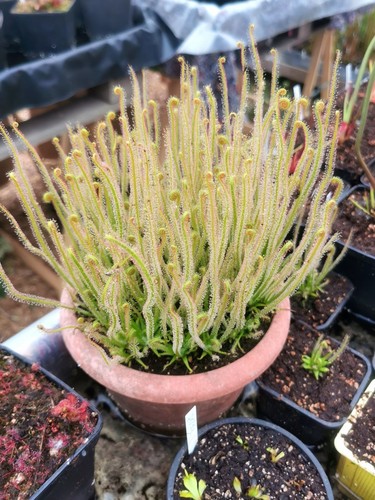 Pianta carnivora drosera - pianta,