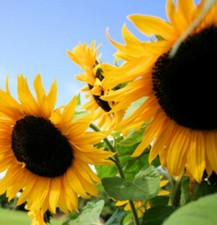Semi di Girasole Enorme Olio
