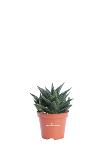 Pianta haworthia limifolia - pianta,