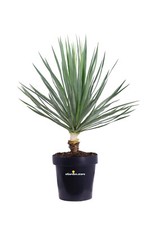 Pianta di Yucca Gloriosa Verde