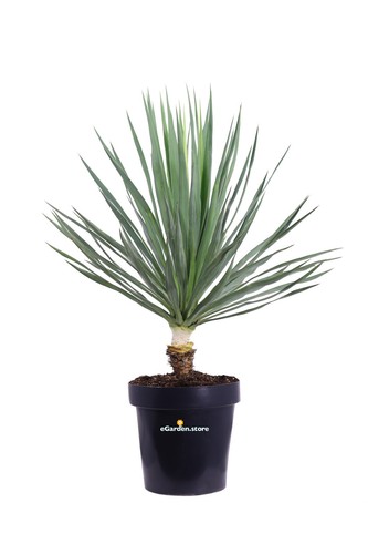 Pianta yucca gloriosa - pianta,