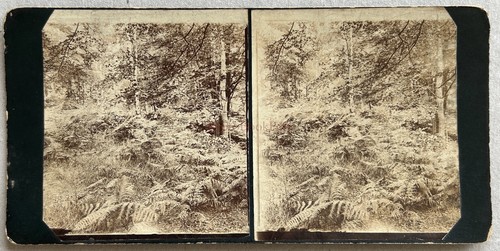 Paesaggio natura foresta - paesaggio,