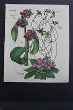 Antica botanica, Dietrich