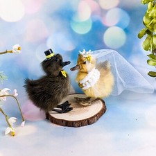 Wedding Duckling Ducks Bride &