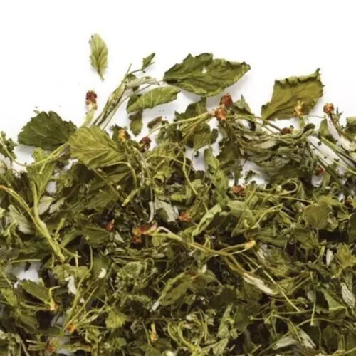 Basilico santo essiccato - santo,