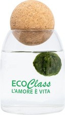 Marimo 4 - 6 cm in Vaso di