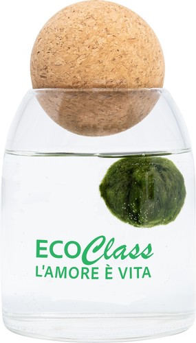 Marimo cm in vaso di - 4,