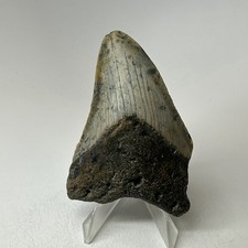 Dente squalo megalodonte - squalo,