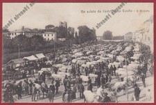 TREVISO CASTELFRANCO VENETO 25 MERCATO BESTIAME MUCCHE Cartolina 