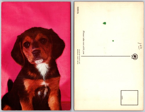 Cartolina cucciolo beagle - cucciolo,