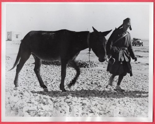 1941 pow italiano - 1941,