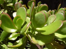 Crassula ovata - albero di