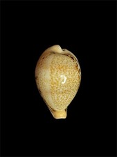 Seashell  Cypraea hungerfor