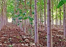 Semi di Paulownia EXTRA CLEAN