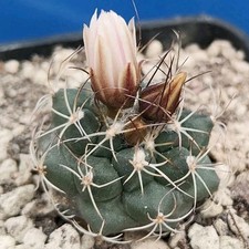 Turbinicarpus laui (Villa