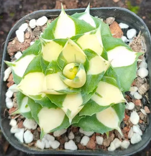 Rara pianta succulenta agave - rara,