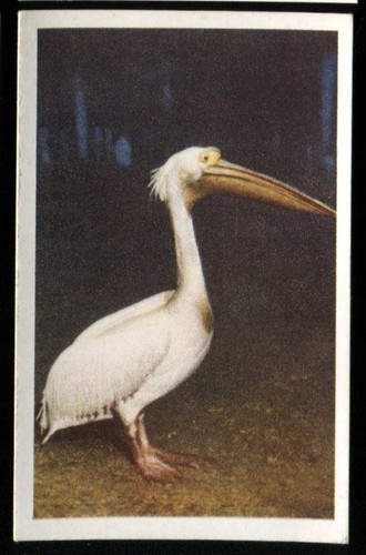 Tobacco card utc our - tobacco, utc,