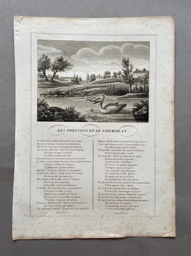 Les poissons cormoran - poissons,