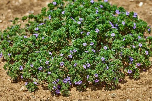 Frankenia laevis pianta - laevis,