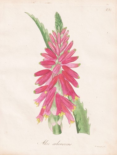 Aloe arborescens incisione - aloe,