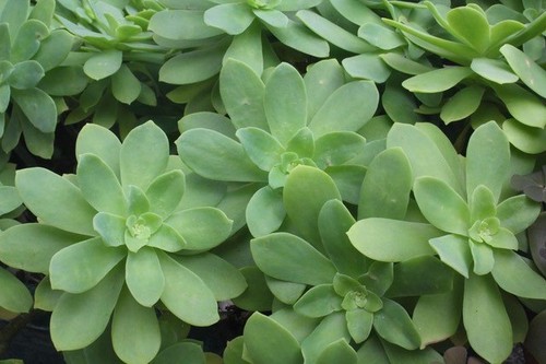 Talee piante grasse - di,