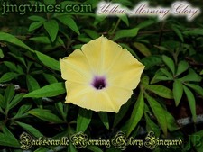 Yellow Morning Glory Ipomoea Tuberculata 6 quantità