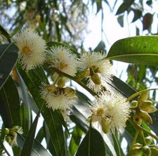 Eucalipto globulus subsp