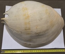 Grande conchiglia MELO AMPHORA