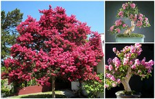 10 semi di Lagerstroemia