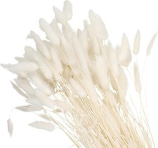 10 spighe di lagurus