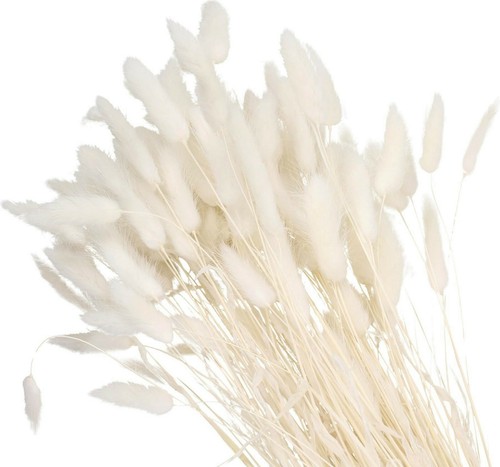 Spighe lagurus - 10, di
