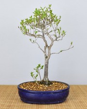 Bonsai prugna cacaco - di,