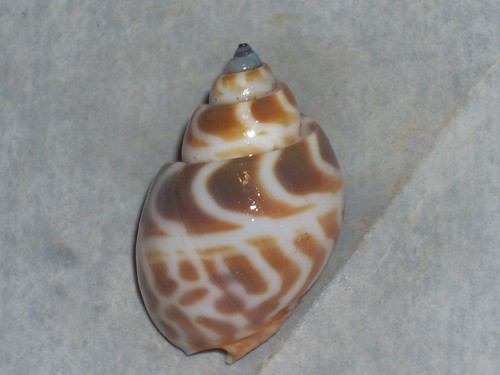 Babylonia spirata unique - babylonia,