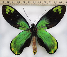 Mariposa ornithoptera - mariposa:,