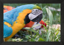 ara ararauna pappagallo con