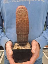 Echinocereus rigidissimus