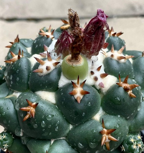 Coryphantha elephantidens var